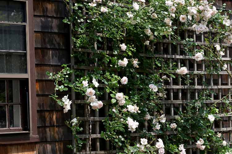 ideal for small apartment decks that need some greenery