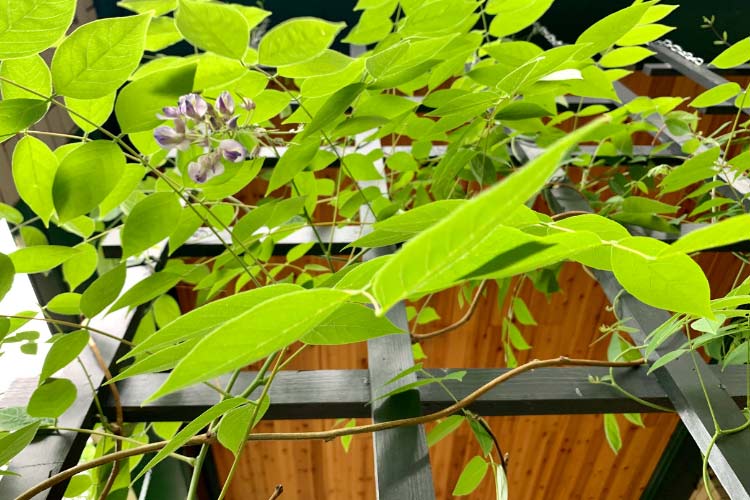 Wooden and metal trellises come in many shapes and sizes