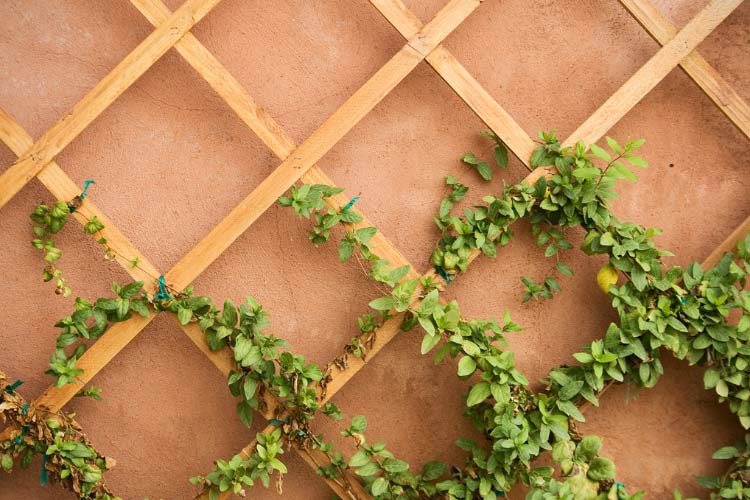 Trellis panels do the same job as lattice panels