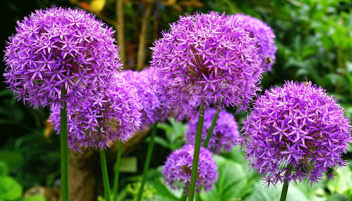 Varieties of Alliums to Grow in Your Backyard