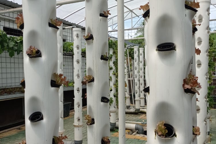 perfect for compact plant varieties