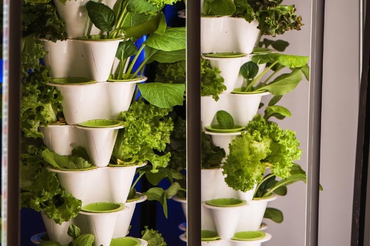 Vertical planter towers create a strong focal point while producing a surprising amount of food in a small space