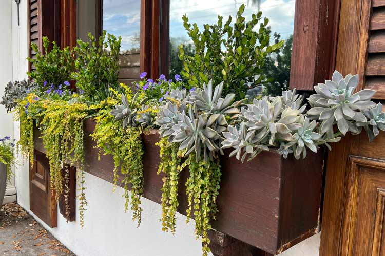 mount your window boxes on the railings or place them along walls