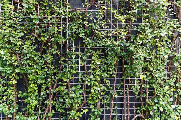 Wire mesh with climbing plants provide structure while allowing proper airflow