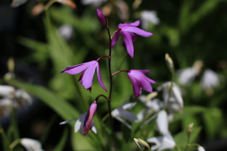 This one also goes by hyacinth orchid