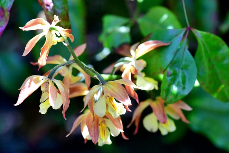 hardy as the name suggests