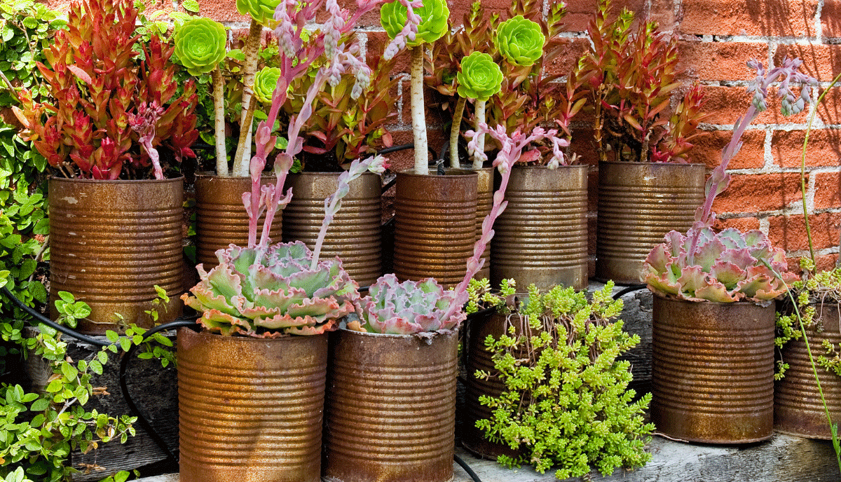 Cheap Container Gardening Ideas