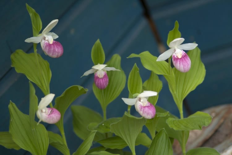 Cypripedium reginae is what your yard needs if you love to make a statement