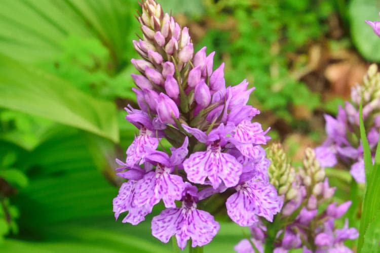 they are tuberous herbaceous perennials that produce spikes of intense magenta pink flower