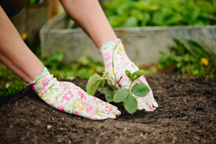 Perennials should be decorative and lively