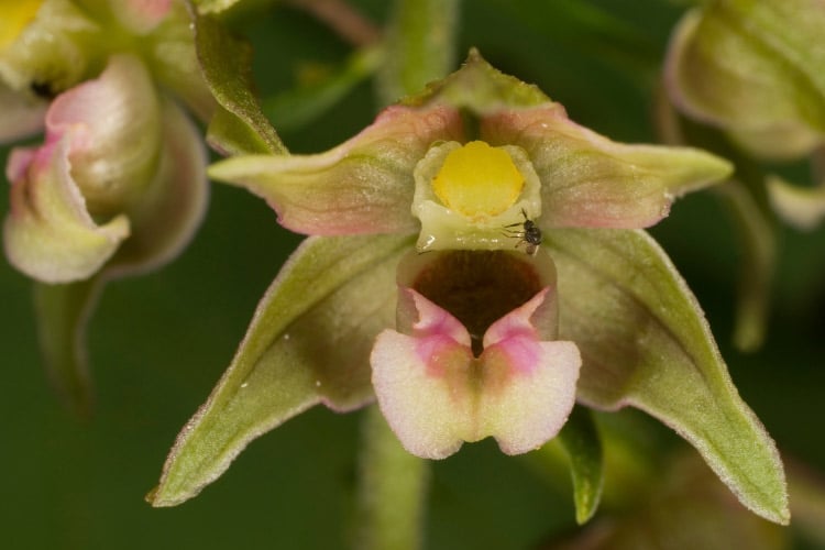 Those are the weird nicknames that Epipactis gigantea have reaped up over the years