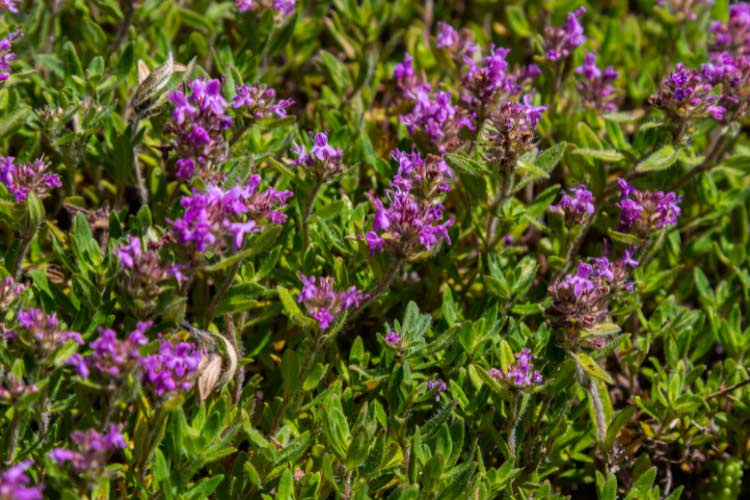 Ground cover is like a living carpet