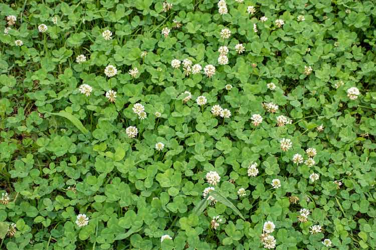 Ground cover has the incredible ability to turn any surface into a living carpet