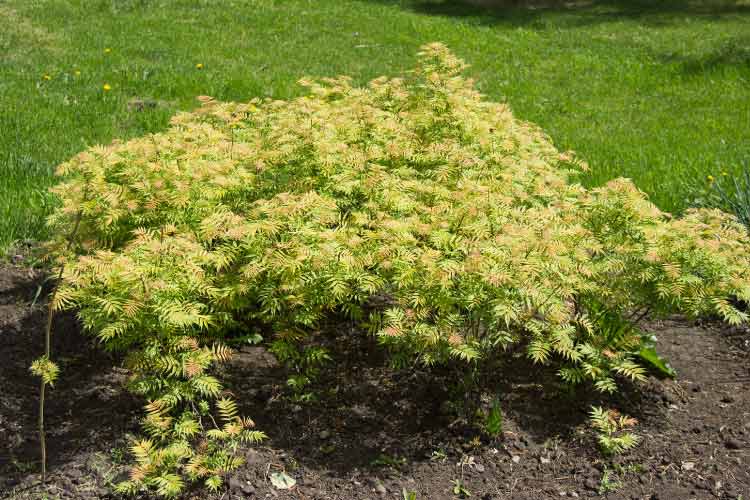 blend into the landscape or you can make it work by planting clusters