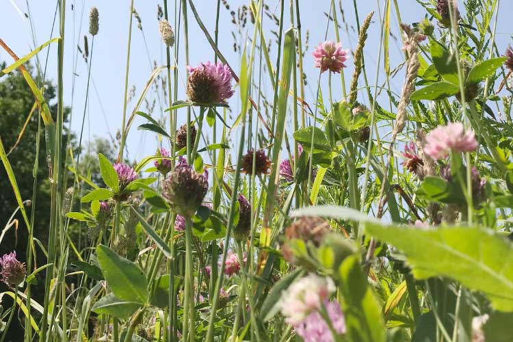 Native plants along your shoreline will stabilize the soil