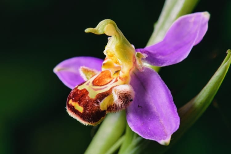 Ophrys apifera is known as the bee orchid because of the intricately patterned velvety lip