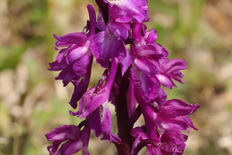 Orchis mascula also goes by early purple orchid or early spring orchis