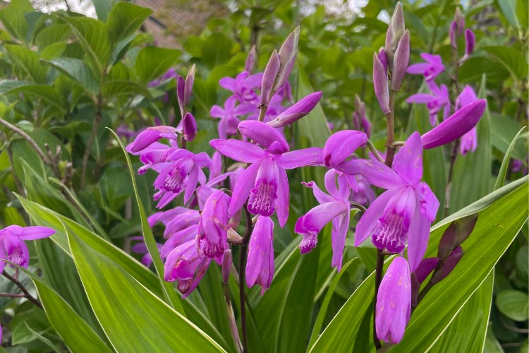 does require a sheltered spot in partial shade