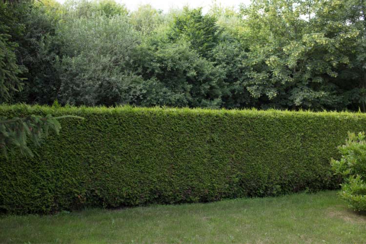 more organic appearance and improved sound absorption