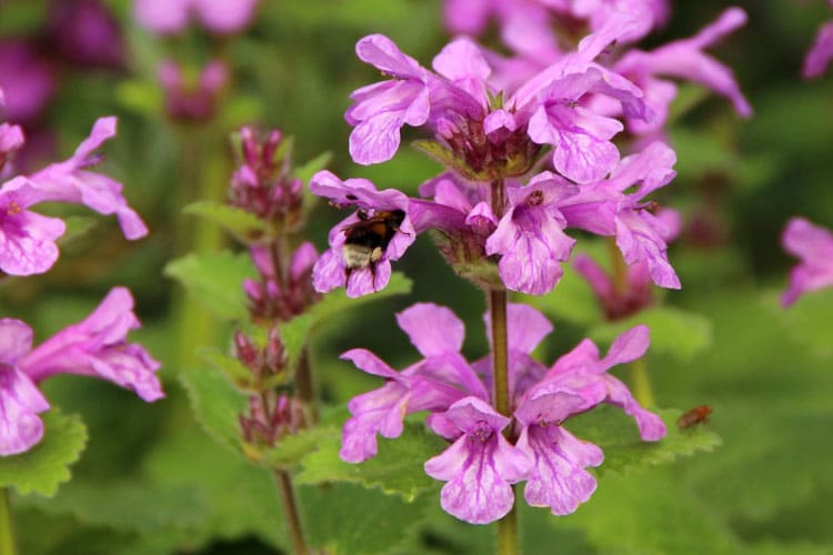 it grows well in shaded to semi shaded areas and is considered semi hardy