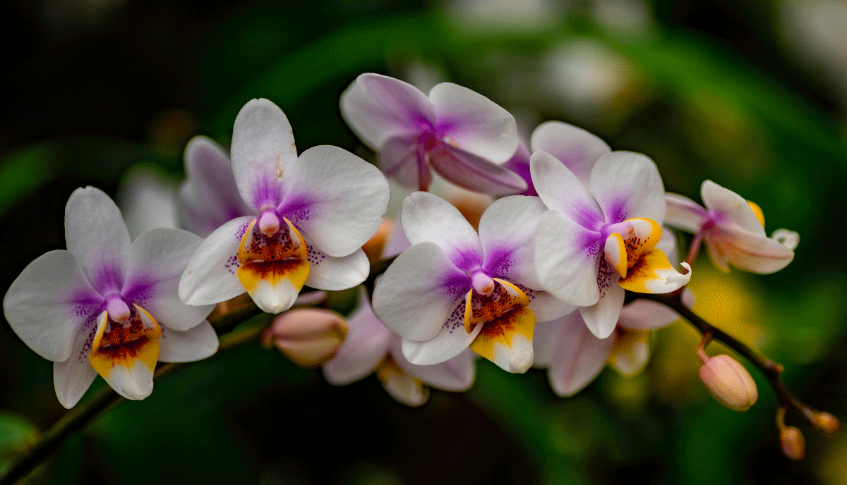 Stunning Orchid Varieties You Can Grow In Your Garden
