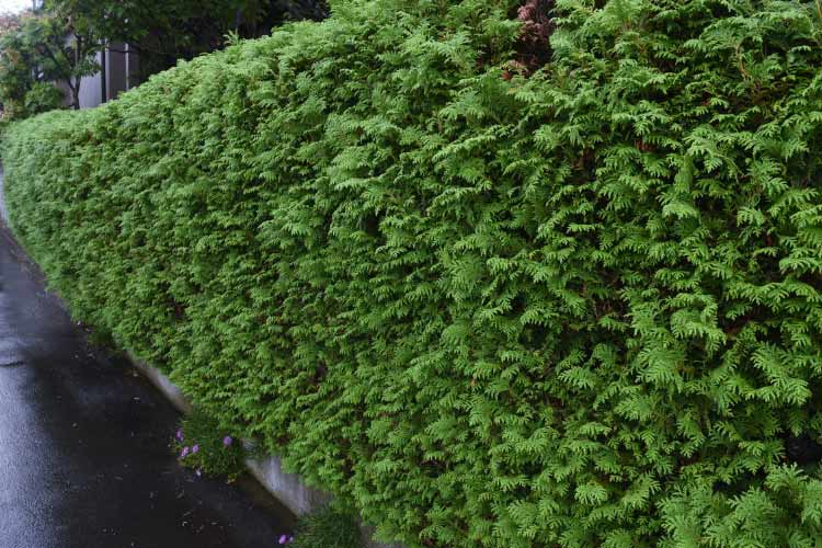 Living walls will always be a better option than stone
