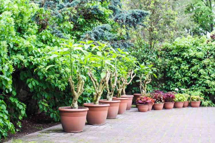 The key is to choose the right plants and containers