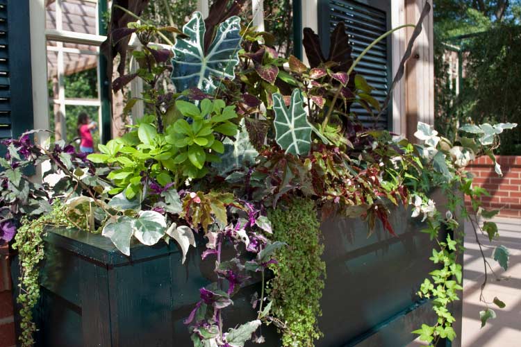 Trellises give privacy by letting climbing plants like flowering vines
