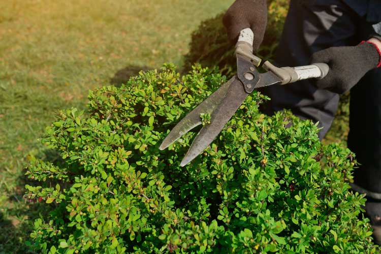 Shrubs are meant to be neatly trimmed