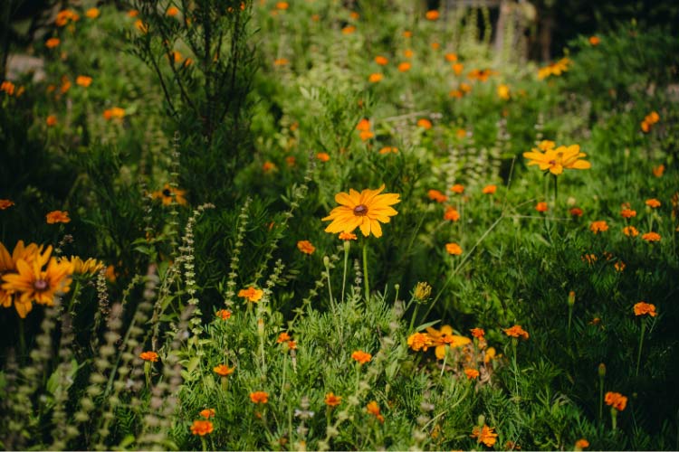 admire as the different flowers each bloom in their respective seasons