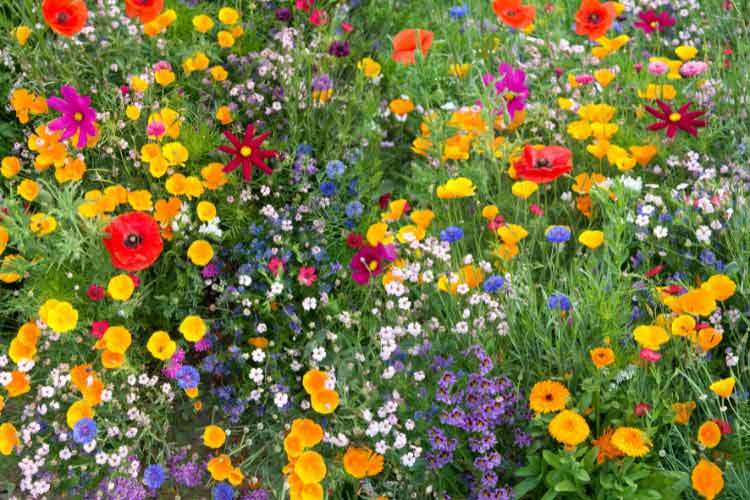simply take a packet of mixed wildflower seeds and to scatter it over loose soil