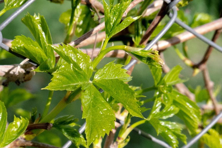 the idea is to cover them up with beautiful greenery